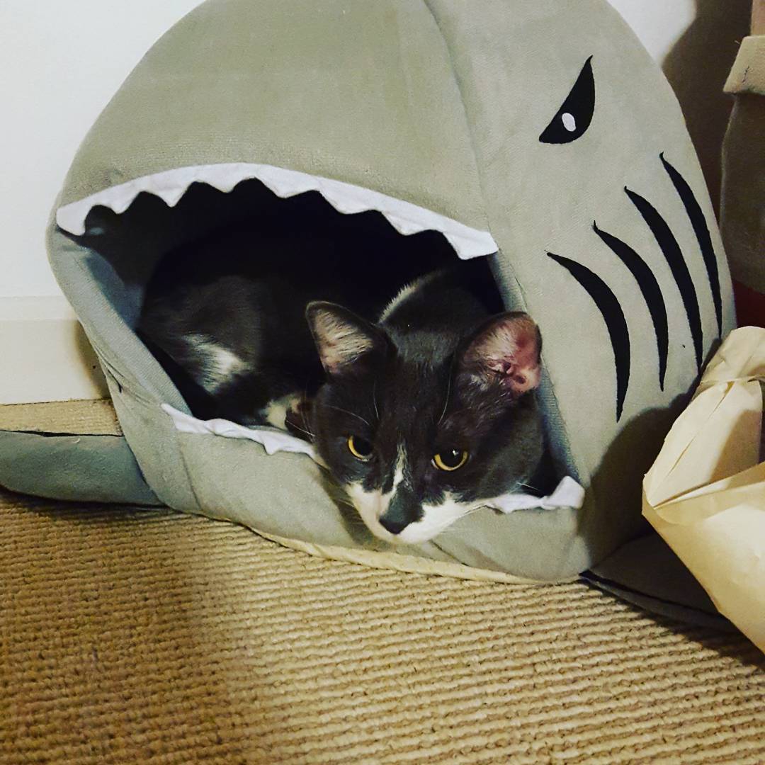 #cateatingshark #lifegoalsmet
